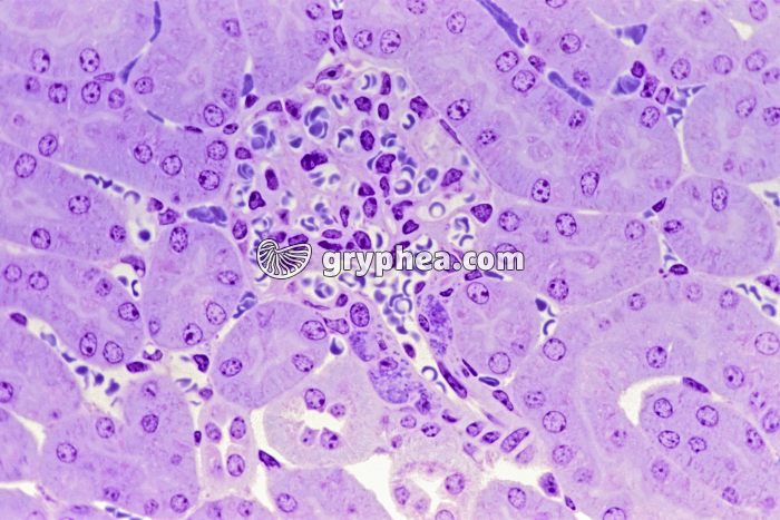 Rein - Système juxtaglomérulaire (cortex rénal) x160 - gryphea.com